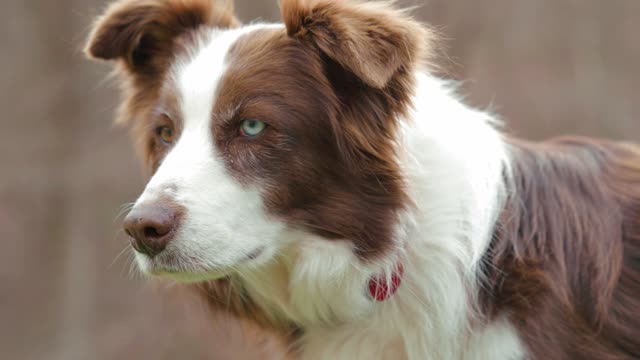 Handsome Dog on Rumble