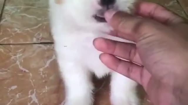 adorable and cute puppy