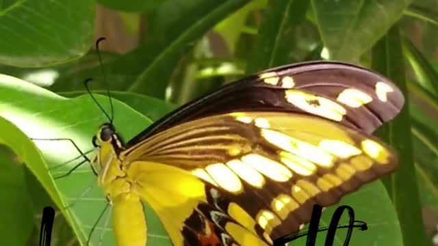 amazing colorful butterfly