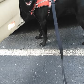 Trixy versus the Cicadas