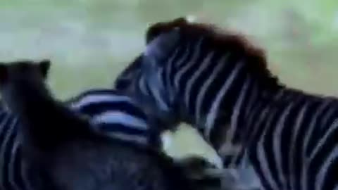 Zebra Strikes Back As Cheetah Attacks Baby #wildlife #shorts