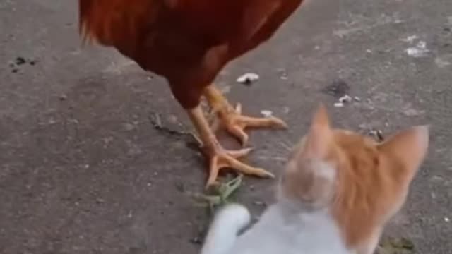 cat and chicken fight