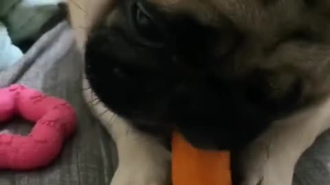 baby is not a rabbit but she likes to eat carrots ...