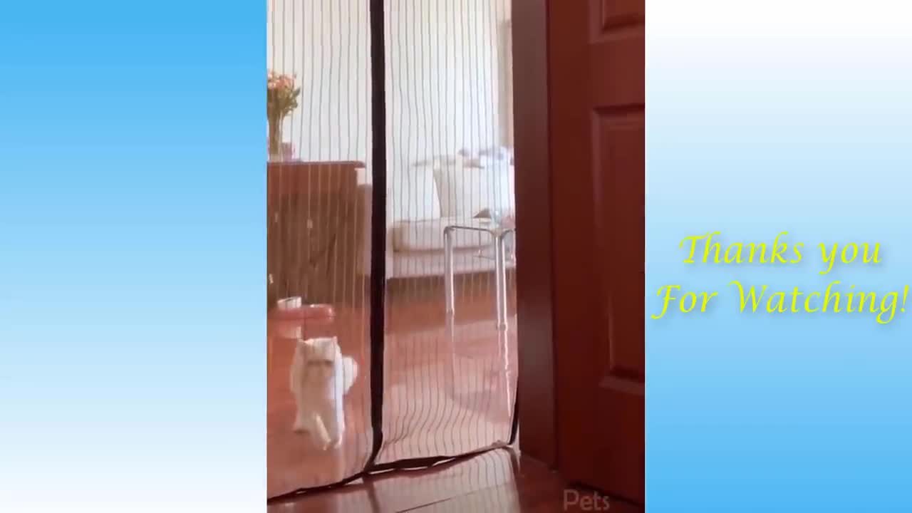 Cute Pets And Funny Animals Compilation #117