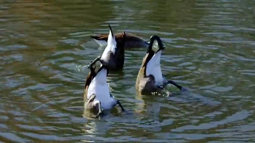 Ducks do this too, it looks so funny