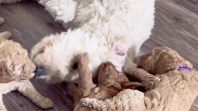 Papa Whiskey loves his babies! He will whine and fuss until we let him play with his puppies