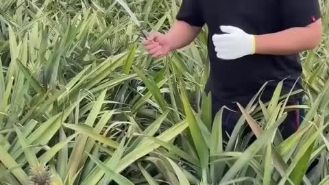 FARM FRESH NINJA FRUIT CUTTING 1