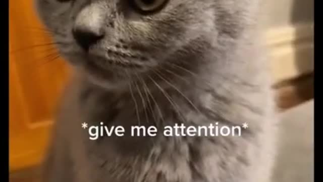 Kitten gets intense bursts of energy right before bedtime