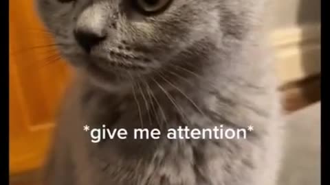 Kitten gets intense bursts of energy right before bedtime