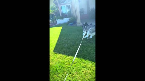 Zoom Zoom on karen's Lawn