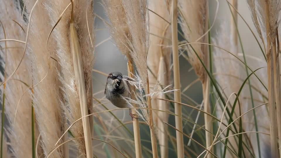 pigeons-bird-feather-plumage