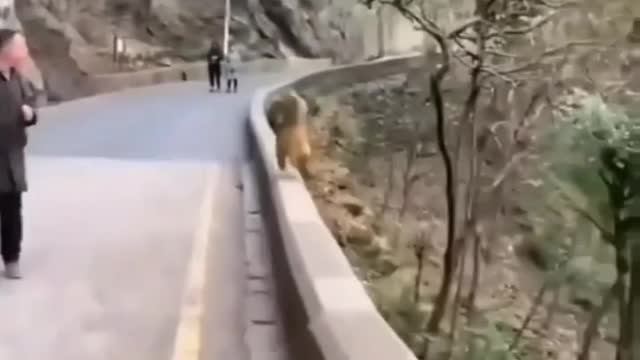 Cute animal behavior makes you happy