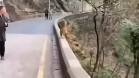 Cute animal behavior makes you happy