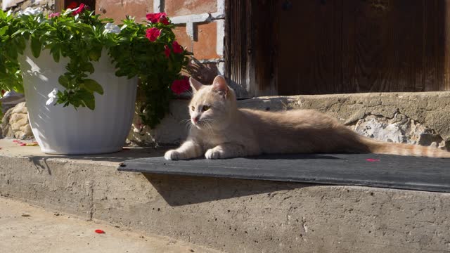 A cat basking in the sun