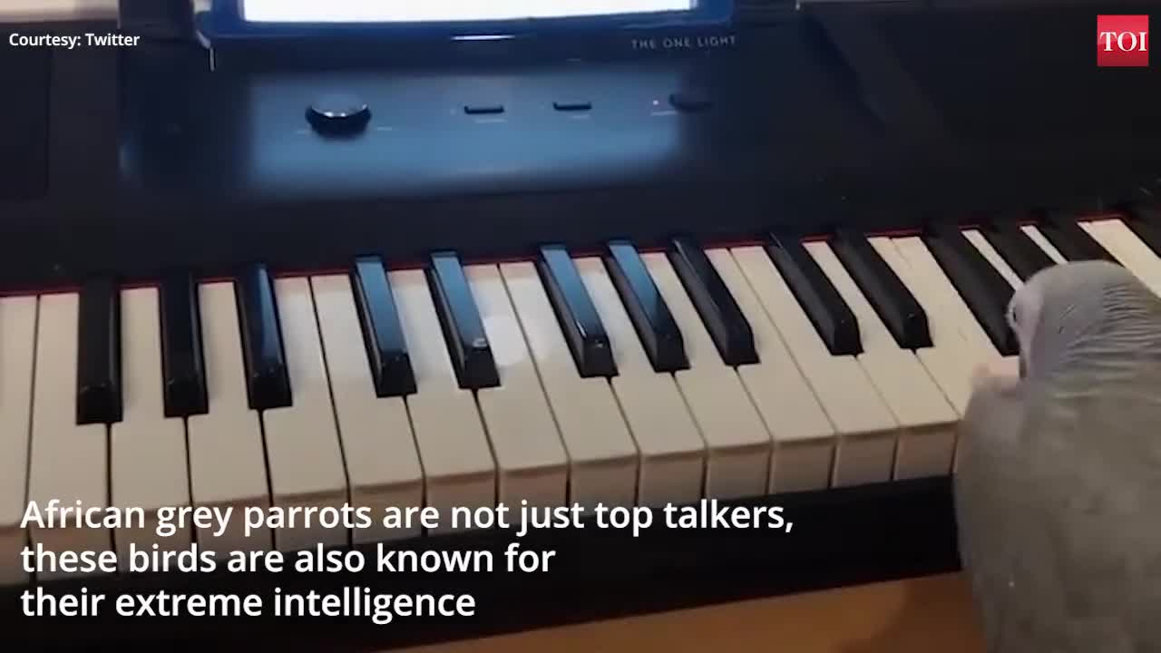 Amazing! Grey parrot plays tune on piano [Beautiful Tune]