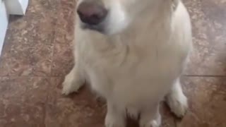 Really cute dog gives hug so understanding