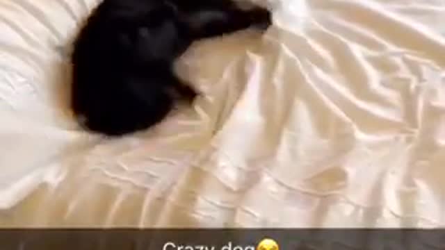 Black down moving quickly on bed