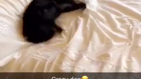 Black down moving quickly on bed