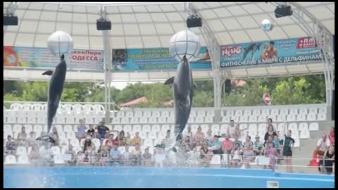 Excellent display of dolphin and beautiful girls.