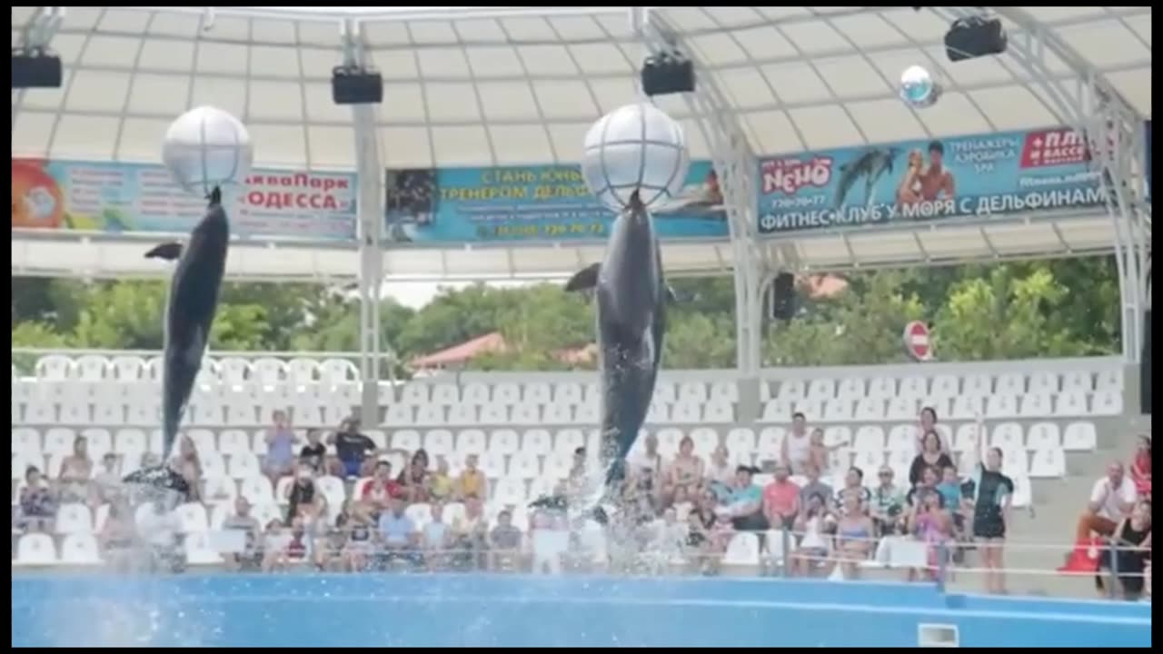 Excellent display of dolphin and beautiful girls.