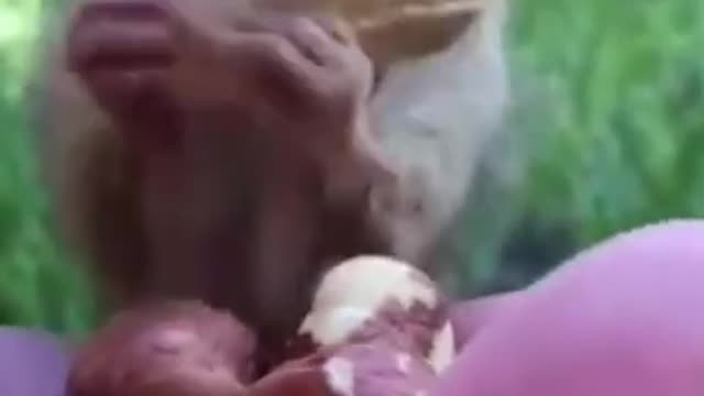 Compiled of funny animal videos