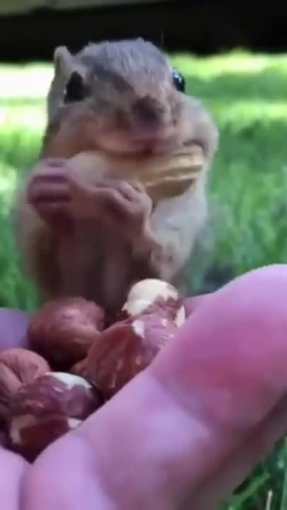 Compiled of funny animal videos