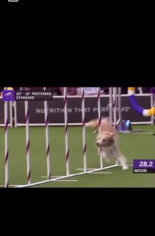 Amazing Doggo in agility contest
