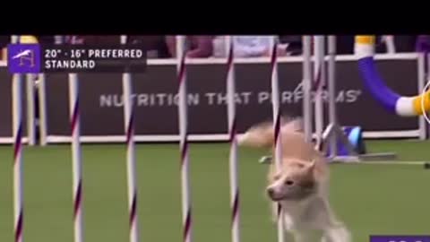 Amazing Doggo in agility contest