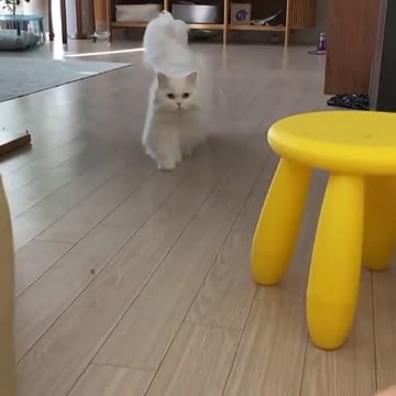 Play with Very beautiful and cute white cat.