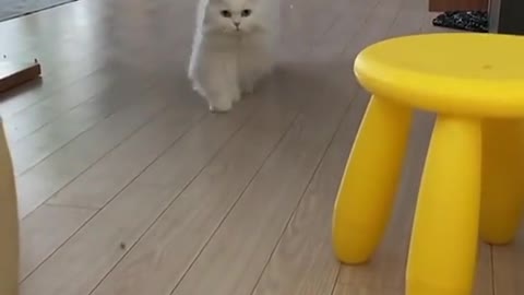 Play with Very beautiful and cute white cat.