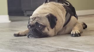 Tired Puggo