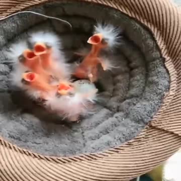 Adorable and cute baby birds