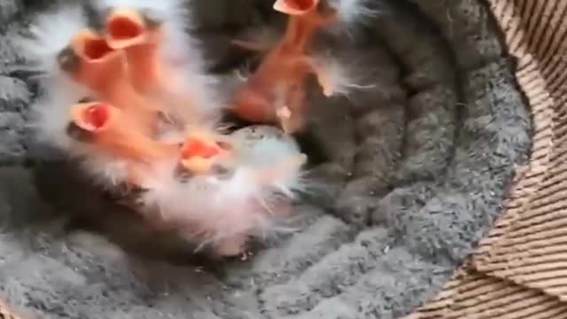 Adorable and cute baby birds