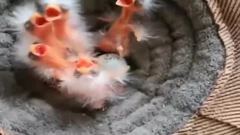 Adorable and cute baby birds