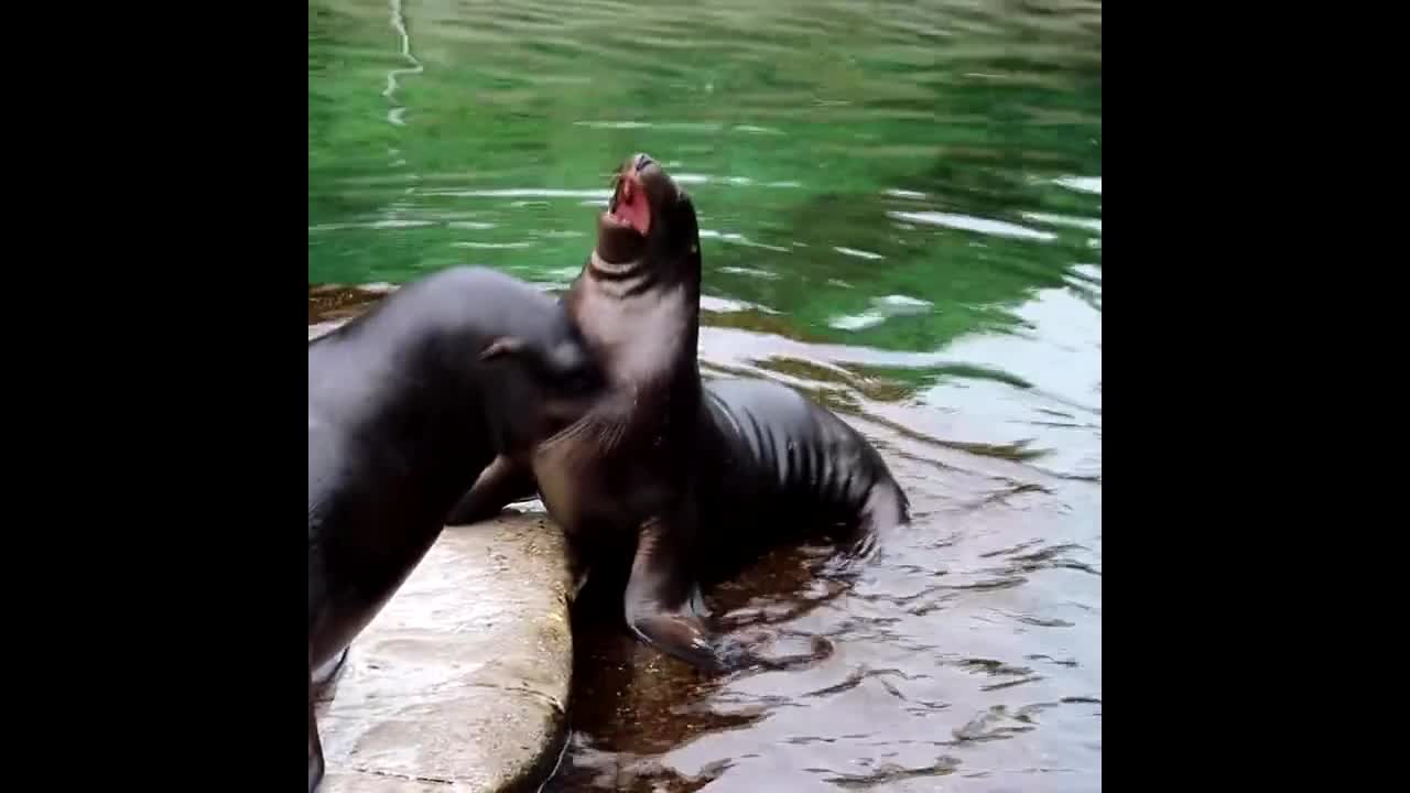 Seal vs Seal