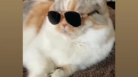 CutCat