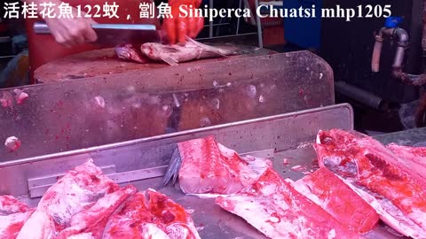 活桂花魚122蚊，劏魚 Siniperca Chuatsi（Chinese perch）mhp1205, apr2022 #桂花魚