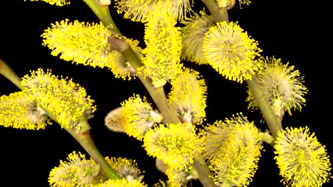 Spring willow flower opening