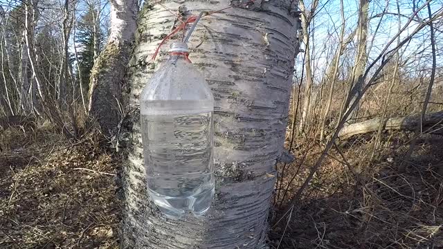 Making Birch syrup