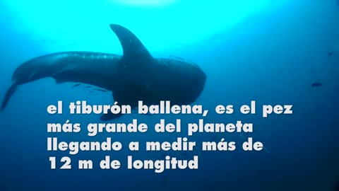 Tiburón blanco se atreve con el tiburón ballena