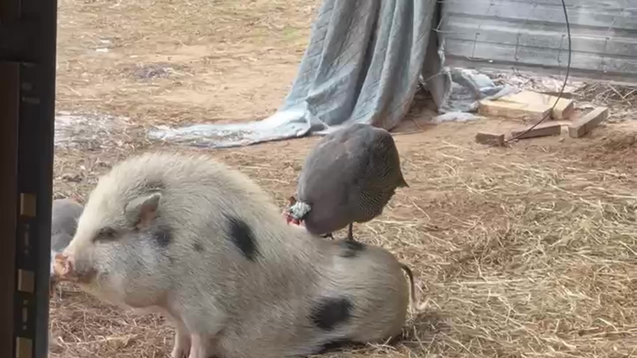 Guinea Fowl Acts as Hair Stylist for Mini Pig