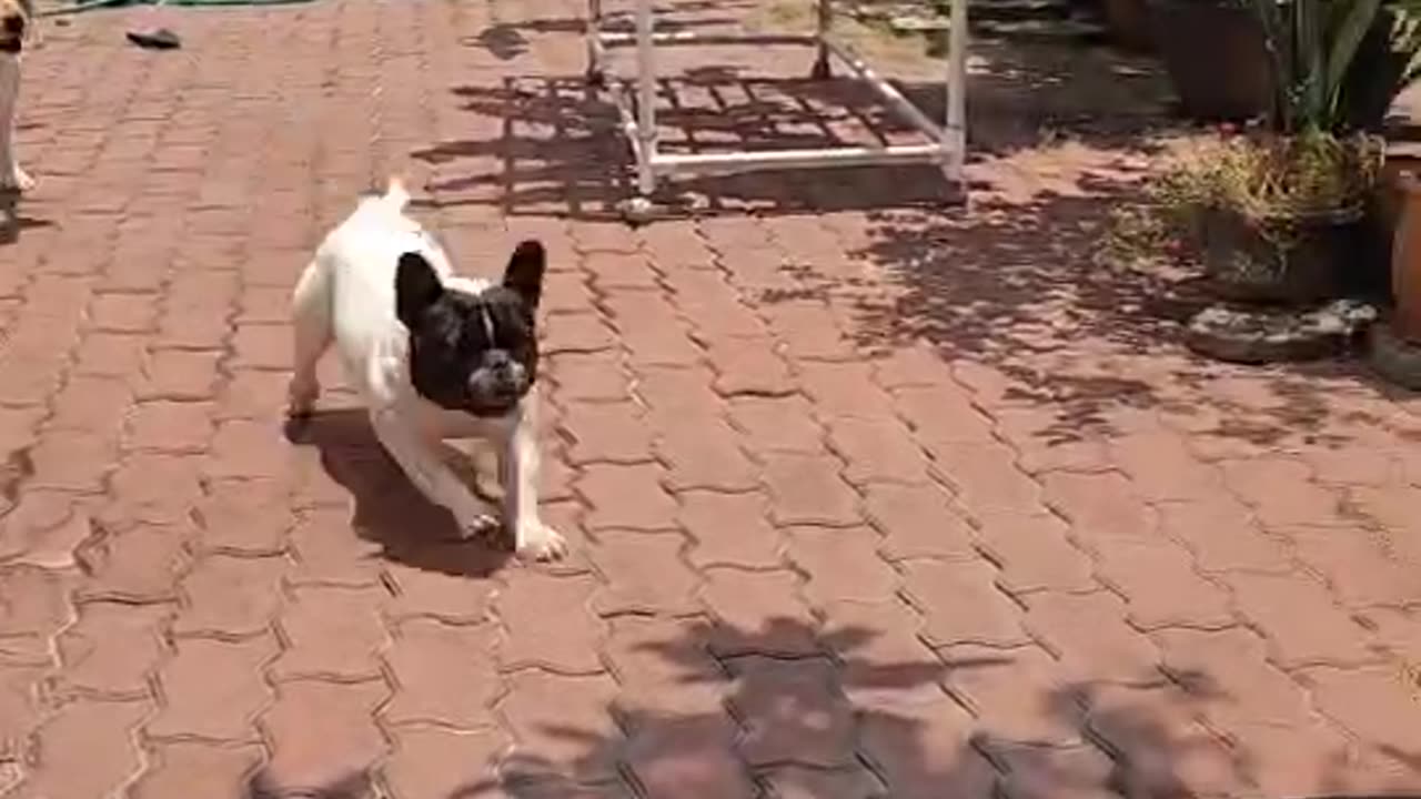 Puppy-Powered Washing Machine