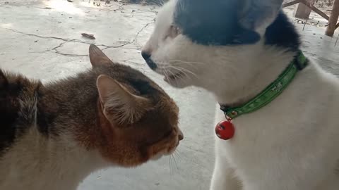 Two Cat craying