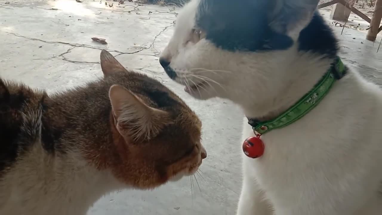 Two Cat craying