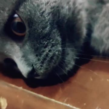 Why are so cute ? 😻