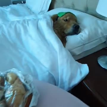 first class for mister dog