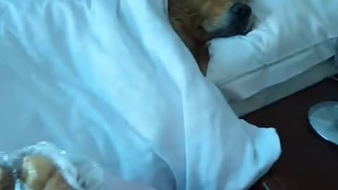 first class for mister dog