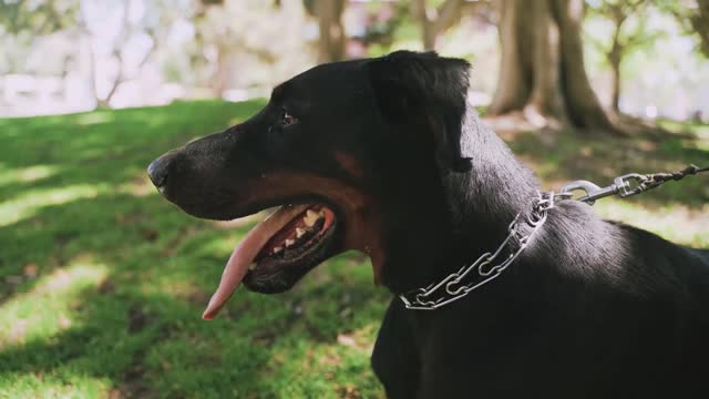 愛犬の目を通して