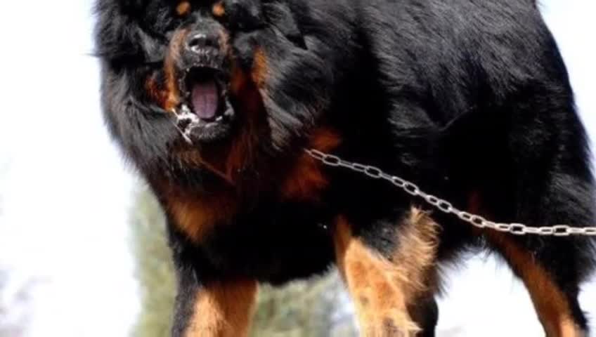 The largest and most loyal dog breed in the world