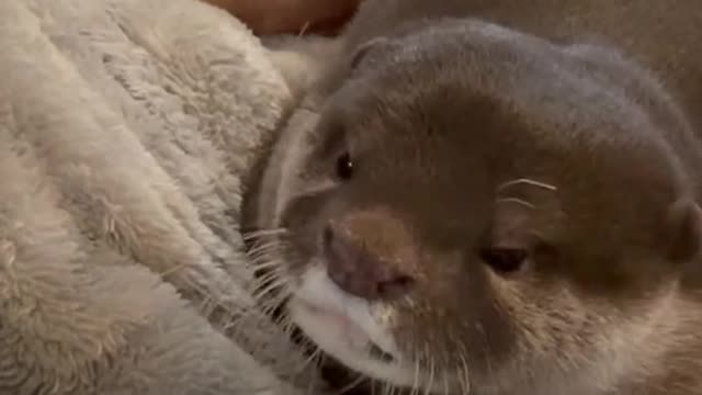 Just an otter who wants to...
